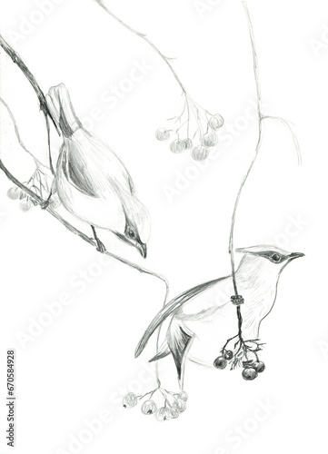 Pencil drawing of two waxwings on a branch