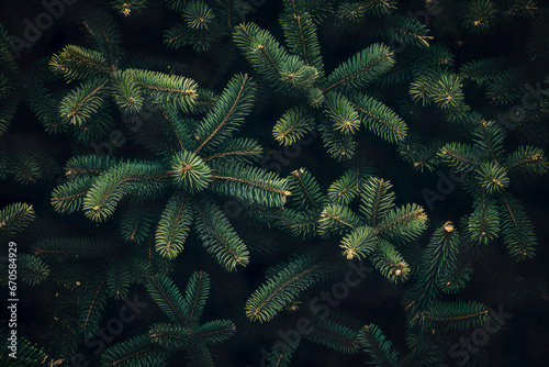 christmas tree branches, forest background