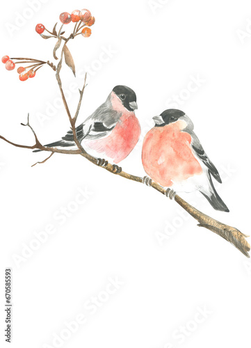 Watercolor drawing of two bullfinches on a branch