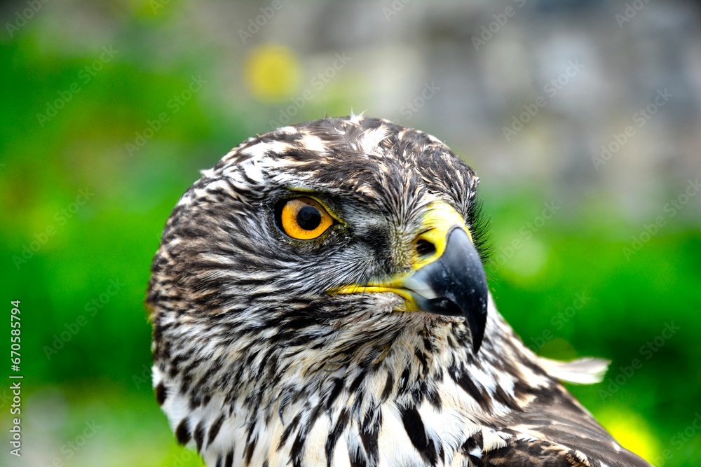 Obraz premium close up of a falcon
