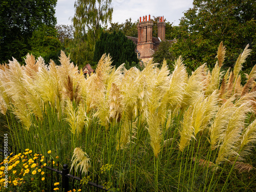 Ornamental pampas grasses give a vibrant display of variegated colours in the gardens of Southover Grange in Lewes, East Sussex, England. photo