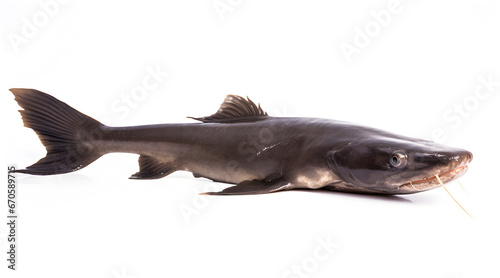 A side view photo of a catfish on white background.
