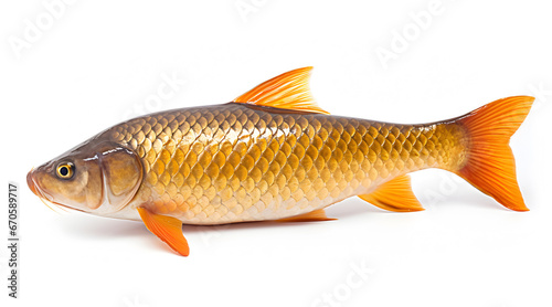 A side view photo of a carp on white background.
