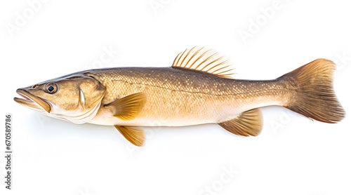 A side view photo of a cod on white background.