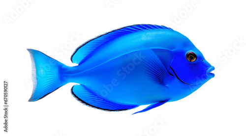 A striking blue tang fish, known for its vibrant blue coloration, isolated on a transparent background.