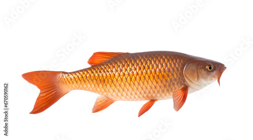 A transparent photo of a vibrant golden carp, showcasing its detailed scales and bright orange fins.