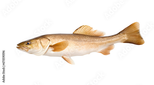 A transparent side view photo of a cod. photo
