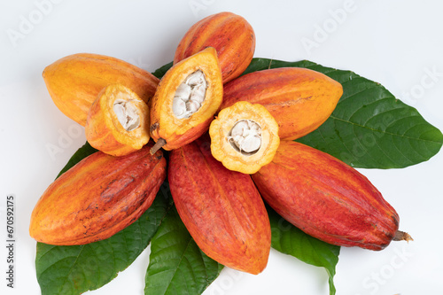 Harvest of fresh cacao pods