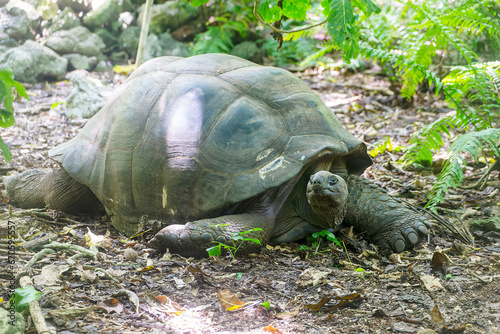 An Aldabra giant tortoise (dipsochelys gigantea), Cousin Island, Seychelles, Indian Ocean, Africa