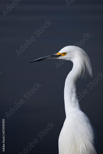 Snowy Egret portrait with reclaimed wastewater behind at Riparian Preserve Water Ranch in Gilbert  Arizona