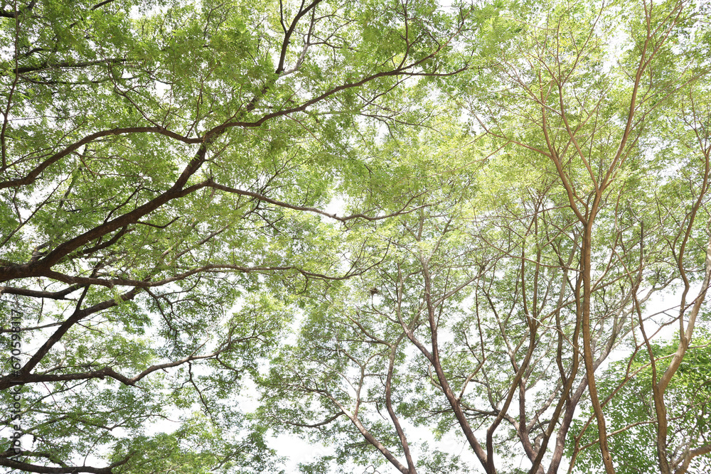 Monkey pod tree green lush nature Monkey pod tree green lush nature