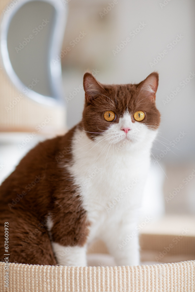Hauskatze im Wohnzimmer auf Kratzbaum Hauskatze im Wohnzimmer auf Kratzbaum