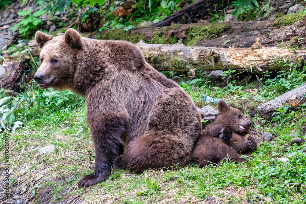 Fototapeta premium Brown bears in the wild