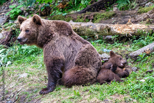 Brown bears in the wild