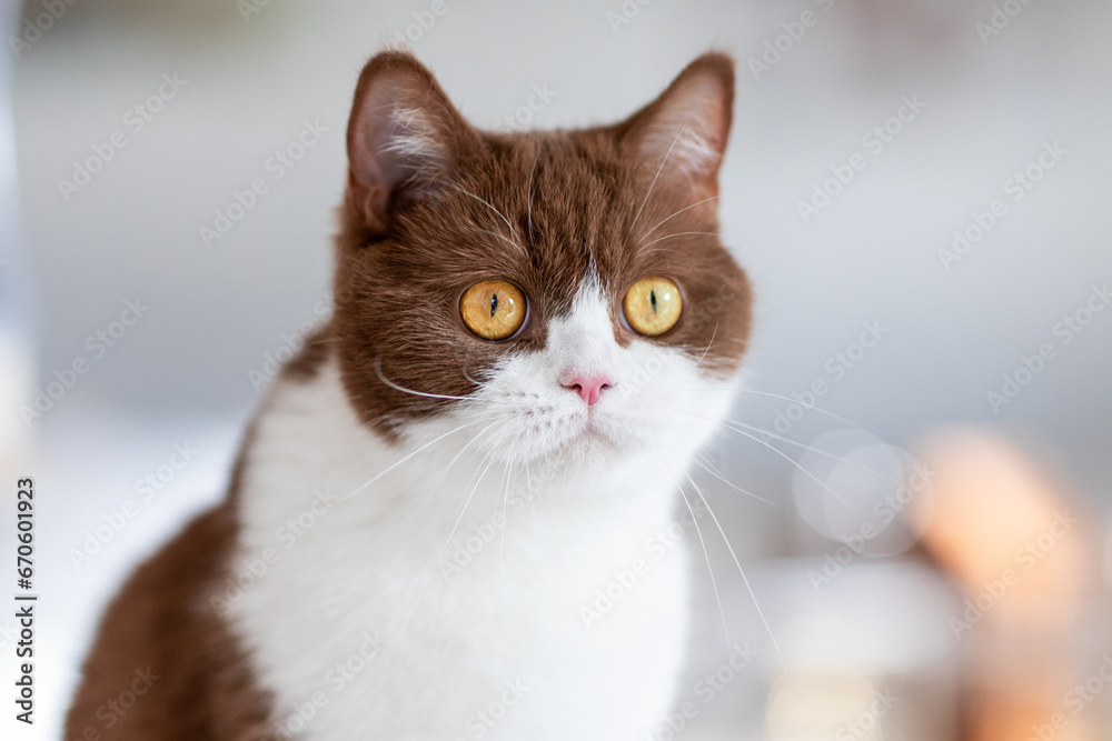 Hauskatze im Wohnzimmer auf Kratzbaum