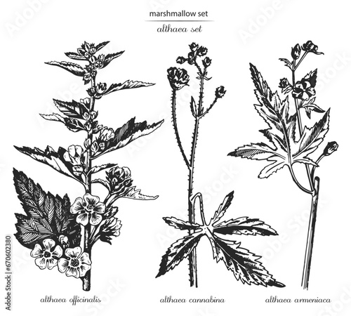 Marsh mallow, marshmallow set, althaea set, althaea officinalis, althaea cannabina, althaea armeniaca. Botanical illustration of althaea. Monochrome althaea
