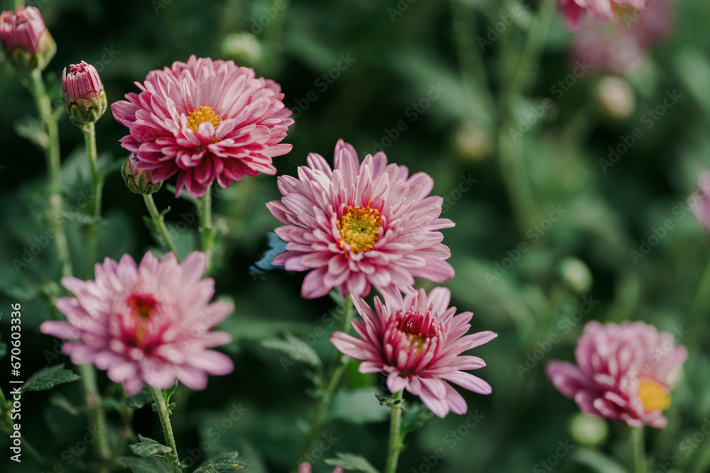 Fototapeta premium daisy blooming in autumn