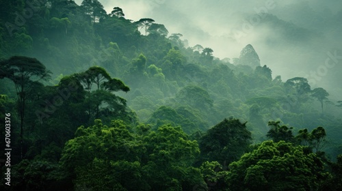 Deep tropical forest of natural light from Southeast Asia.