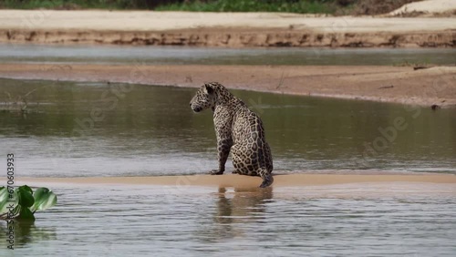 Jaguar, Panthera onca, a big solitary cat native to the Americas, hunting along the river banks of the Pantanl, the biggest swamp area of the world, near the Transpantaneira in Porto Jofre in Brazil. photo