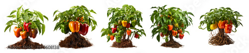 Plant of Colorful bell peppers photo