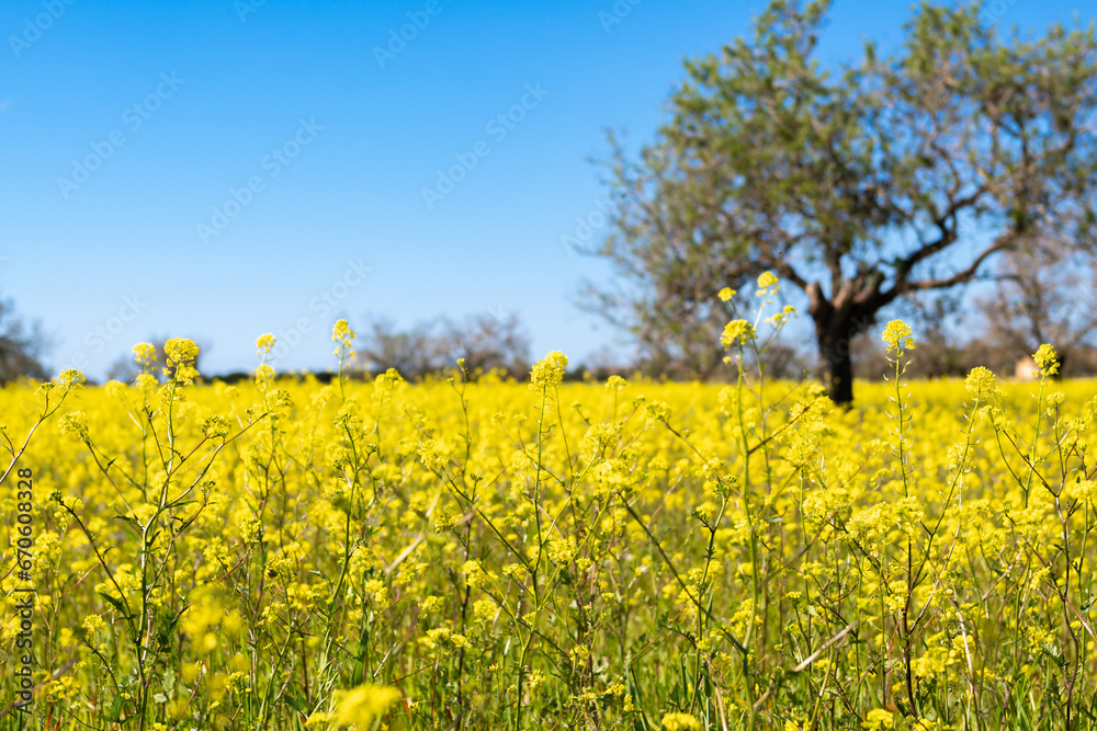 view of a meadow full of yellow flowers against a blue sky clear of clouds view of a meadow full of yellow flowers against a blue sky clear of clouds