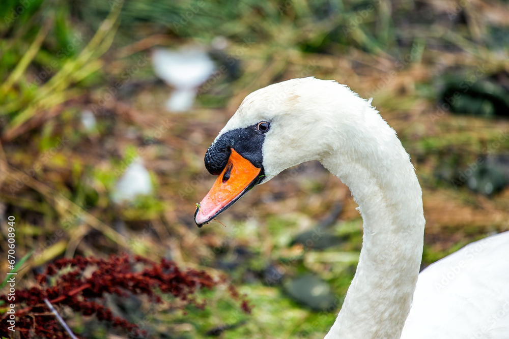 Fototapeta premium Adult Swan Spotted in Dublin, Ireland