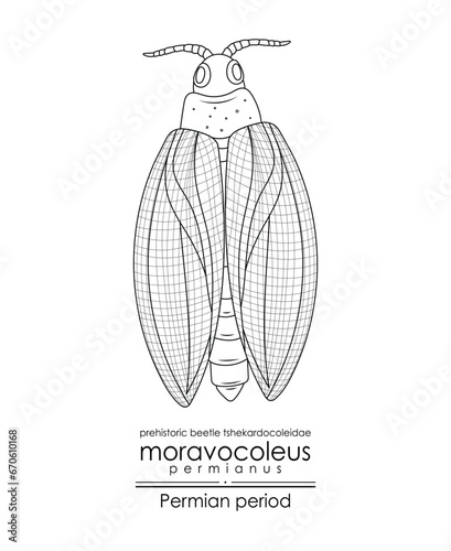 Moravocoleus permianus, a Permian period prehistoric beetle tshekardocoleidae, black and white line art. Perfect for coloring and educational purposes