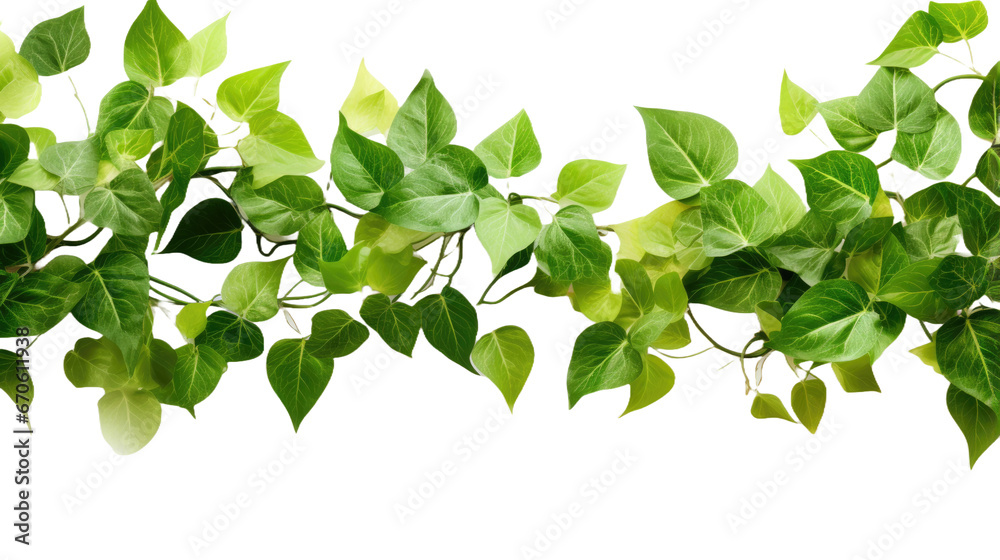 Green leaves nature frame border of devil's ivy on transparent background - obrazy, fototapety, plakaty 