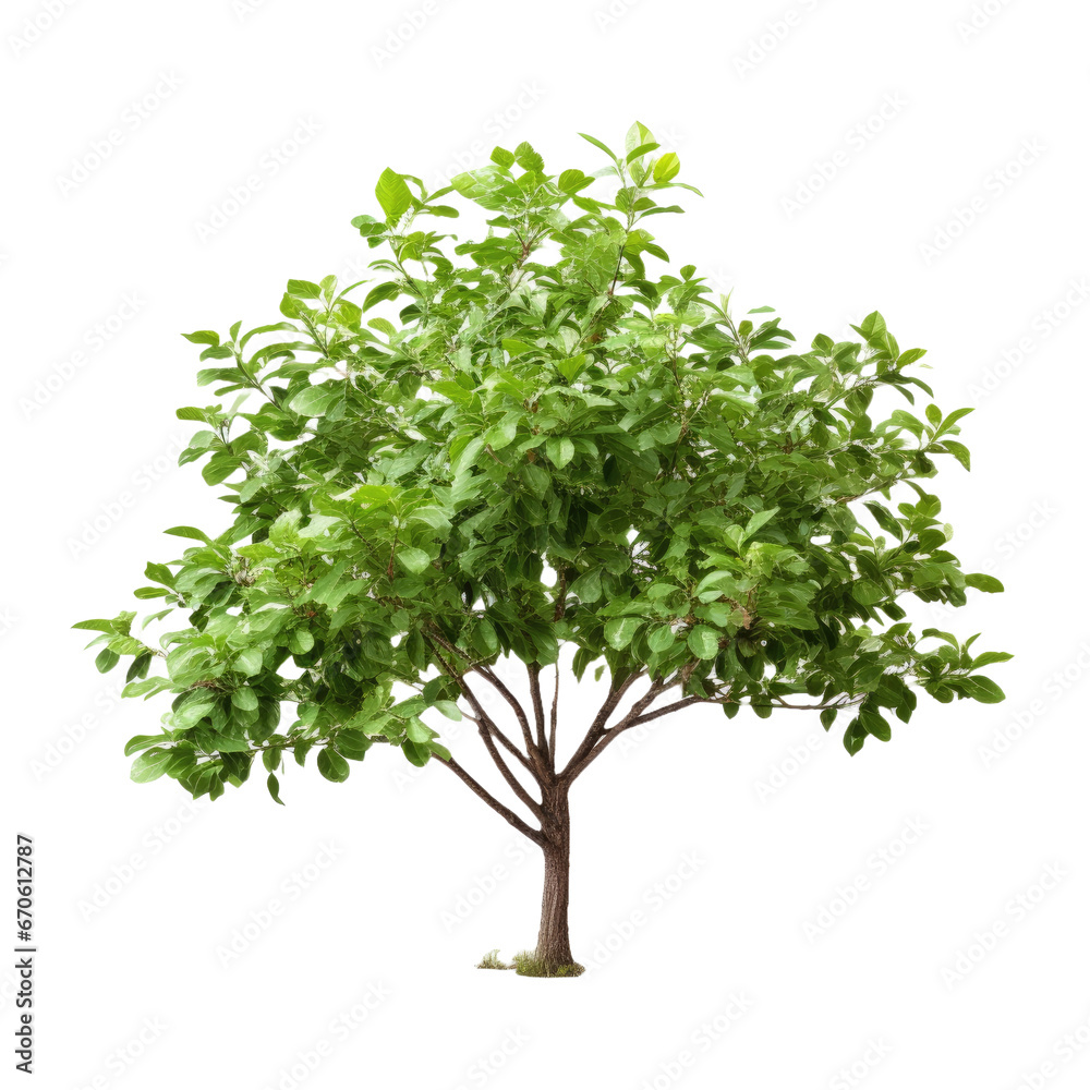Mint tree on transparent background