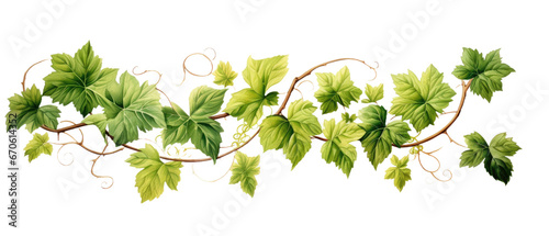 Twisted jungle vines climbing plant on transparent background