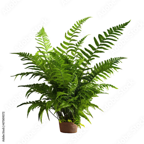 Tropical foliage plant bush cascading Fishtail fern on transparent background