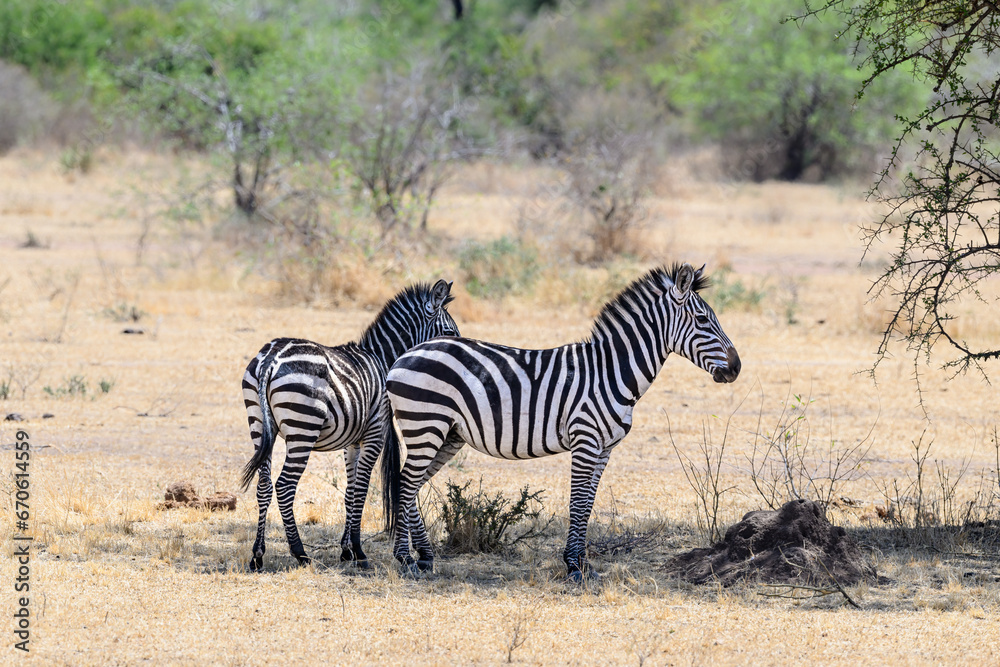 Two Plain Zebras standing in the great plains of Serengeti ,Tanzania, Africa Two Plain Zebras standing in the great plains of Serengeti ,Tanzania, Africa