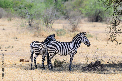 Two Plain Zebras standing in the great plains of Serengeti  Tanzania  Africa