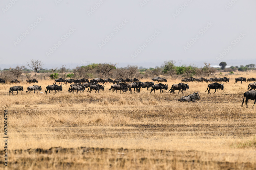 Wildebeests in the great plains of Serengeti ,Tanzania, Africa Wildebeests in the great plains of Serengeti ,Tanzania, Africa