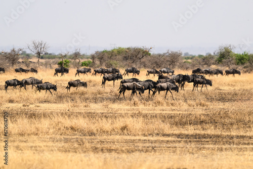 Wildebeests in the great plains of Serengeti ,Tanzania, Africa © FotoRequest