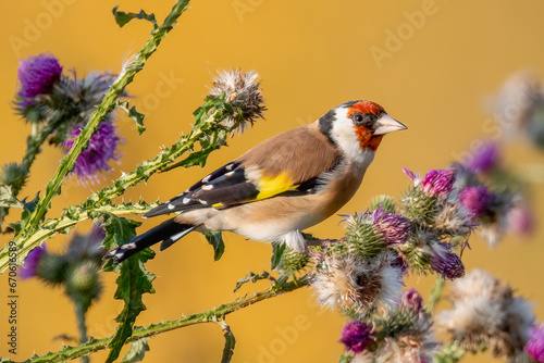 European goldfinch photo