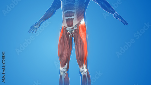 Foto Tensor Fasciae Latae Muscles pain and injury