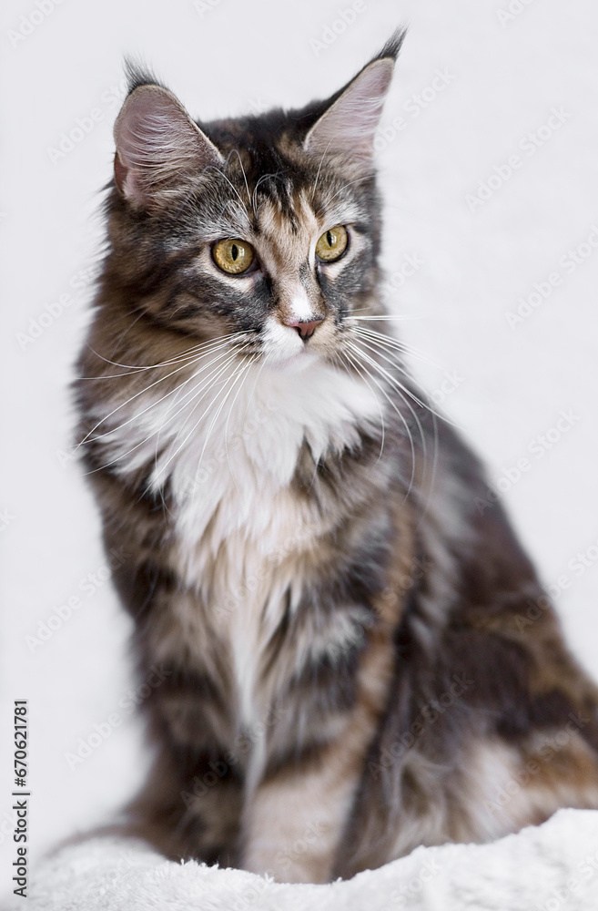 Porträt einer weiblichen jungen Maine Coon Katze