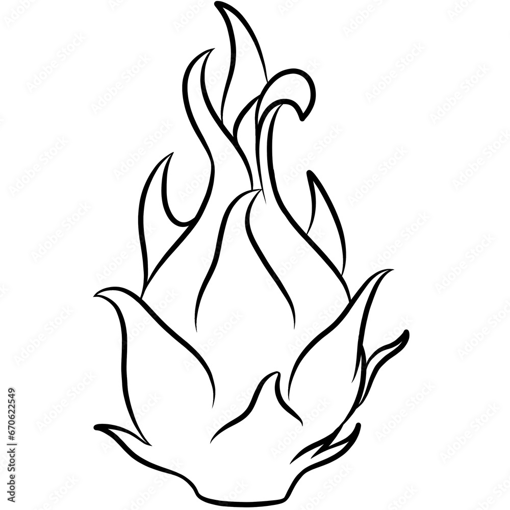 Obraz premium dragon fruit tropical fruit line art doodle illustration