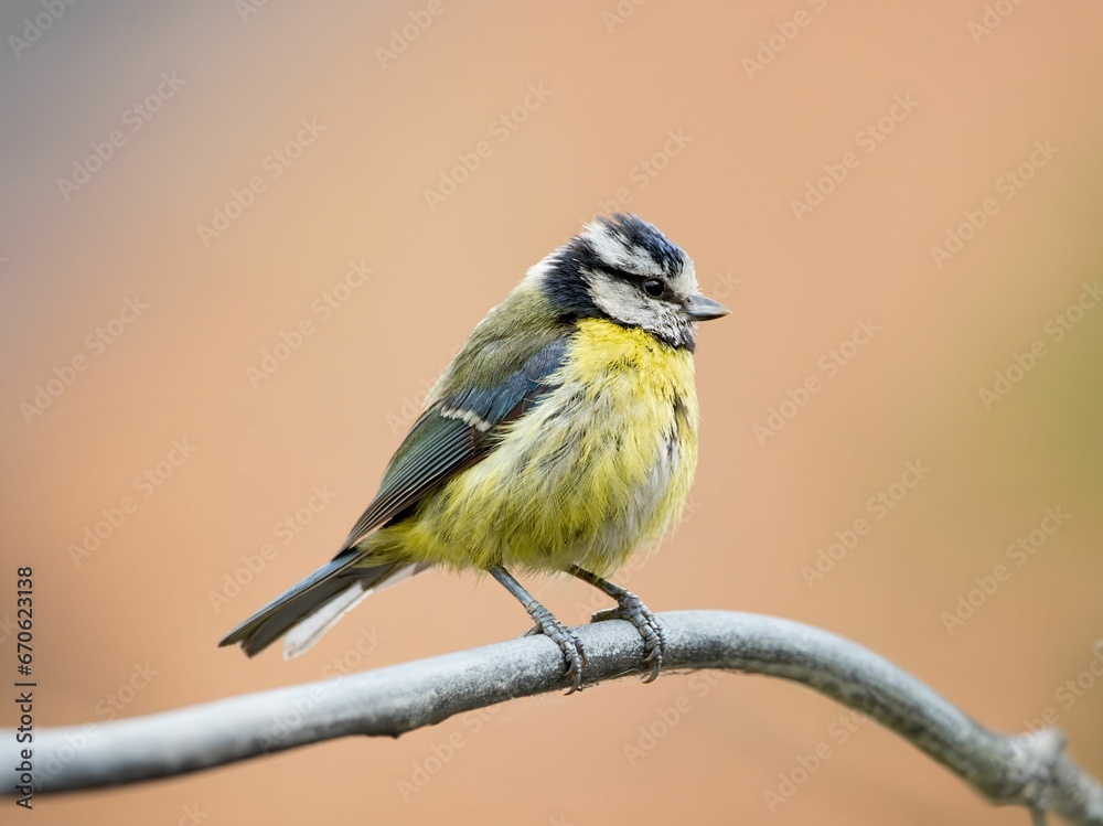 Obraz premium Closeup shot of a Eurasian blue tit bird peched on a tree branch