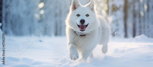 Happy dog enjoying a snowy winter run.