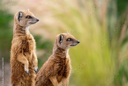 Foto Selective focus shot of two yellow mongoose animals with orange eyes