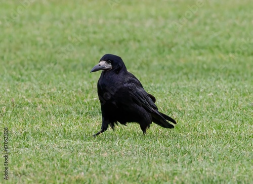 Photography Closeup shot of a black rook bird on a grassy green field