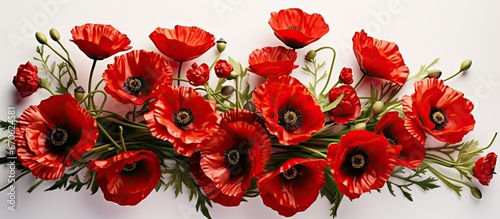A cluster of crimson poppies arranged against a backdrop of pure white Untamed blossoms