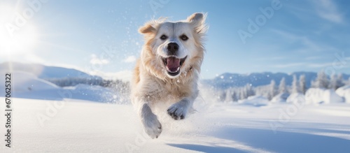 Portrait of a happy dog running in snow at winter.