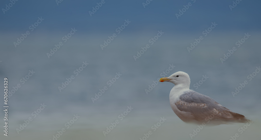 seagull on the beach. European herring gull. It is a large gull and it is Common in coastal regions of Western Europe. seagull on the beach. European herring gull. It is a large gull and it is Common in coastal regions of Western Europe.