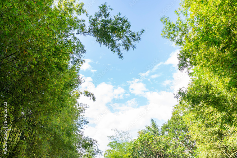 Bamboo forest against blue sky at Chiang Mai, Thailand. Natural Background. Bamboo forest against blue sky at Chiang Mai, Thailand. Natural Background.