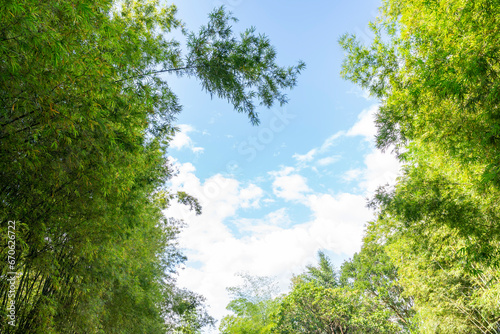 Bamboo forest against blue sky at Chiang Mai, Thailand. Natural Background.