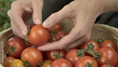 Hands collecting tomatoes from their harvest