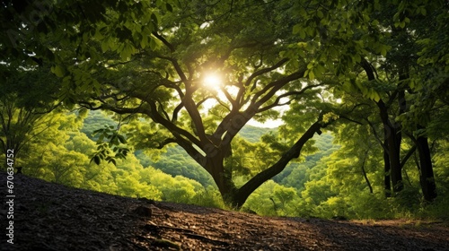 A Heart-Shaped Tree Canopy Forest Natural Light  Background Images  Hd Illustrations